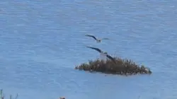 Wildlife photography