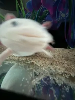 Roblo