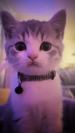 KITTY 🦅🦅