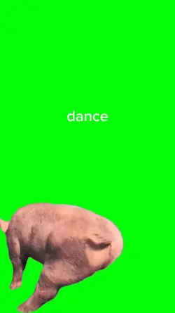 pig