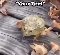 Frog Laugh Meme