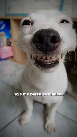 querido diário..