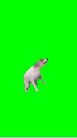 Dancer Dog 🐶 💃