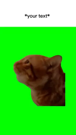 Cat screams no