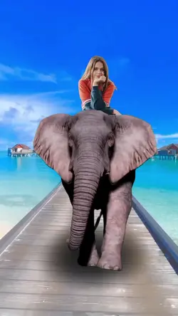 você no elefante