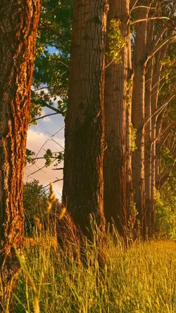 Paisagem