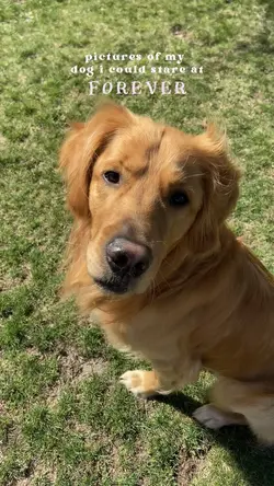 pictures of my dog