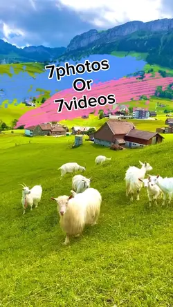 7photos/videos
