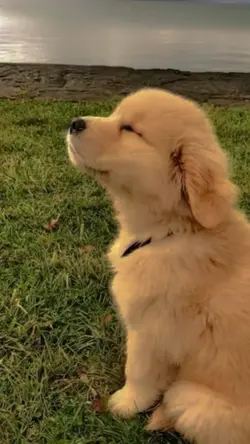 Presume a tu mascota