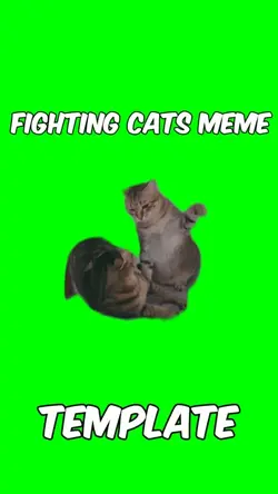 Fighting cats 