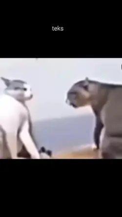 CAT FIGHT
