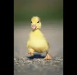Pato!