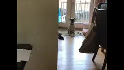 Doggoooooo