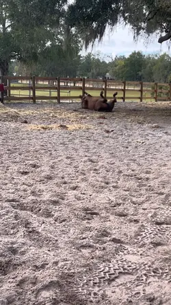 roly poly