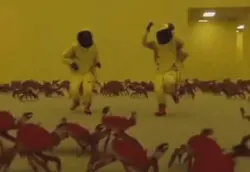 Crab dance
