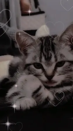 My cat cousin 2