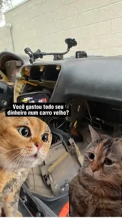Gatos conversando 
