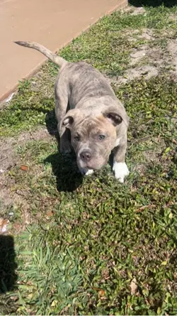Puppy dog