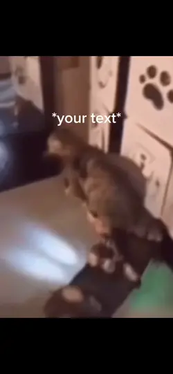 Zoom cat