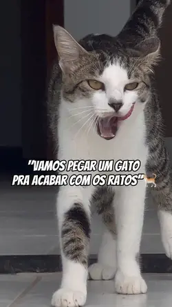 Gatos