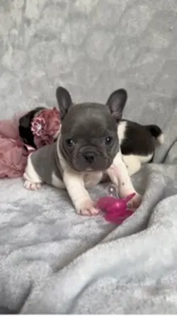 Funny dogs