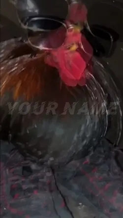 Chicken drip 💧 