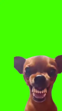 dog meme 