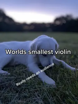World’s smallest vio