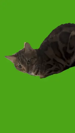 Cat green screen 