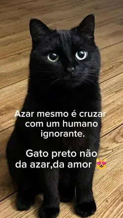 Gato preto