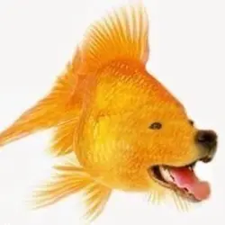 Meme template
