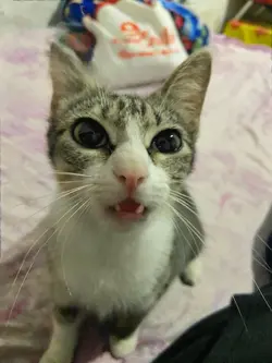 Gato cantor