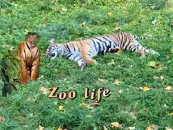Zoo life 
