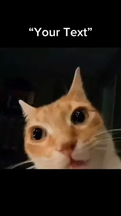 Goofy cat