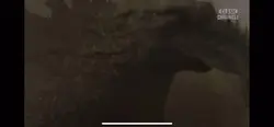Godzilla NOT