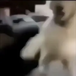 😂dog laughing 