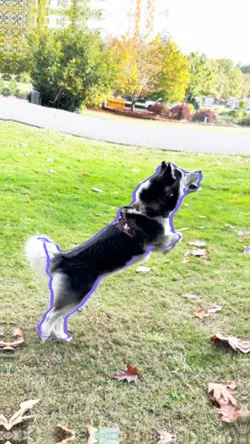 Playful husky