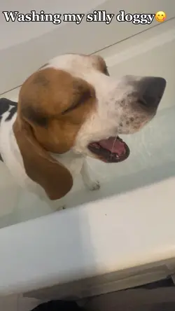 Washing my silly dog