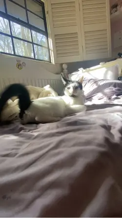 Willow The pillow 