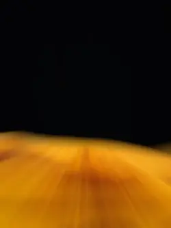 Honey trend edit