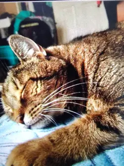 rip cat