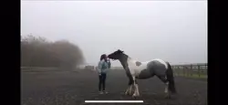 Rearing horse 
