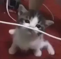 no wire eating