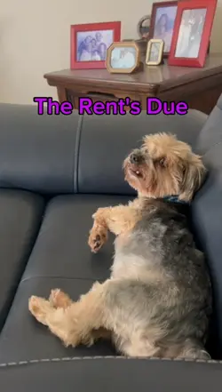 The Rent Is Due Pup