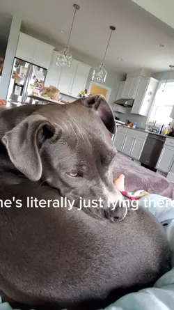 dog content 