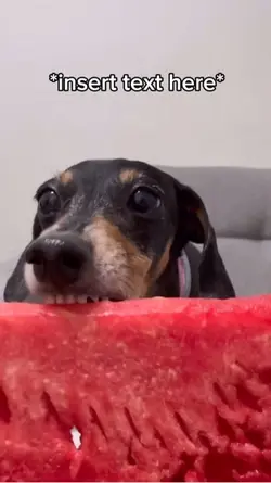 Dog eating watermelo