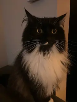 Cat animation 
