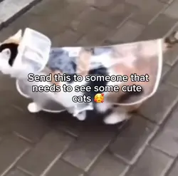 Cute cats
