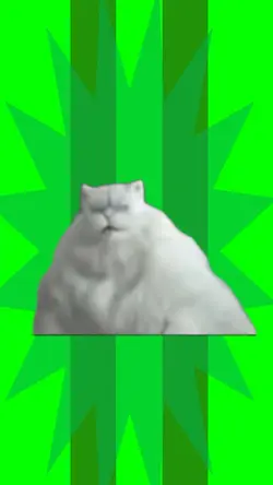 Fat cat dancing