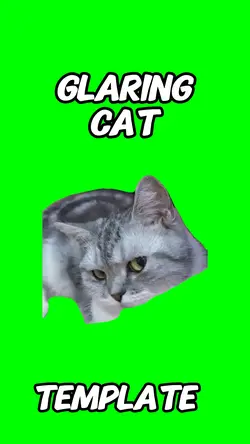 Cat glaring 